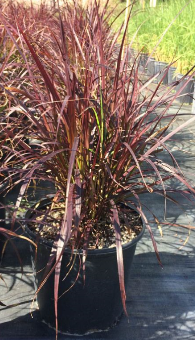 pennisetum-setaceum-rubrum-purple-fountain-grass-red-fountain-grass-pennisetum-advena-rubrum-pennisetum-setaceum-cupreum