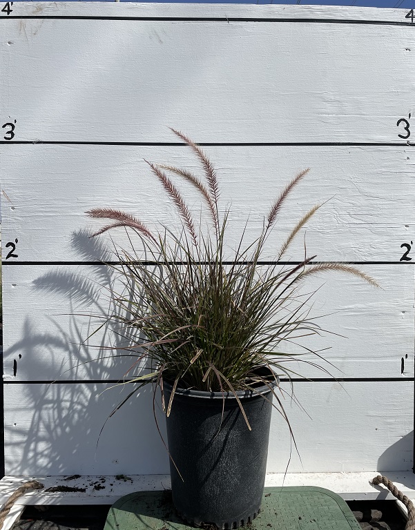 pennisetum-setaceum-rubrum-purple-fountain-grass-red-fountain-grass-pennisetum-advena-rubrum-pennisetum-setaceum-cupreum