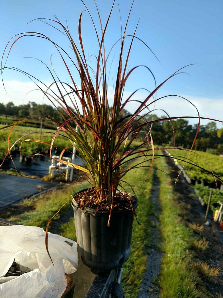 pennisetum-setaceum-rubrum-purple-fountain-grass-red-fountain-grass-pennisetum-advena-rubrum-pennisetum-setaceum-cupreum