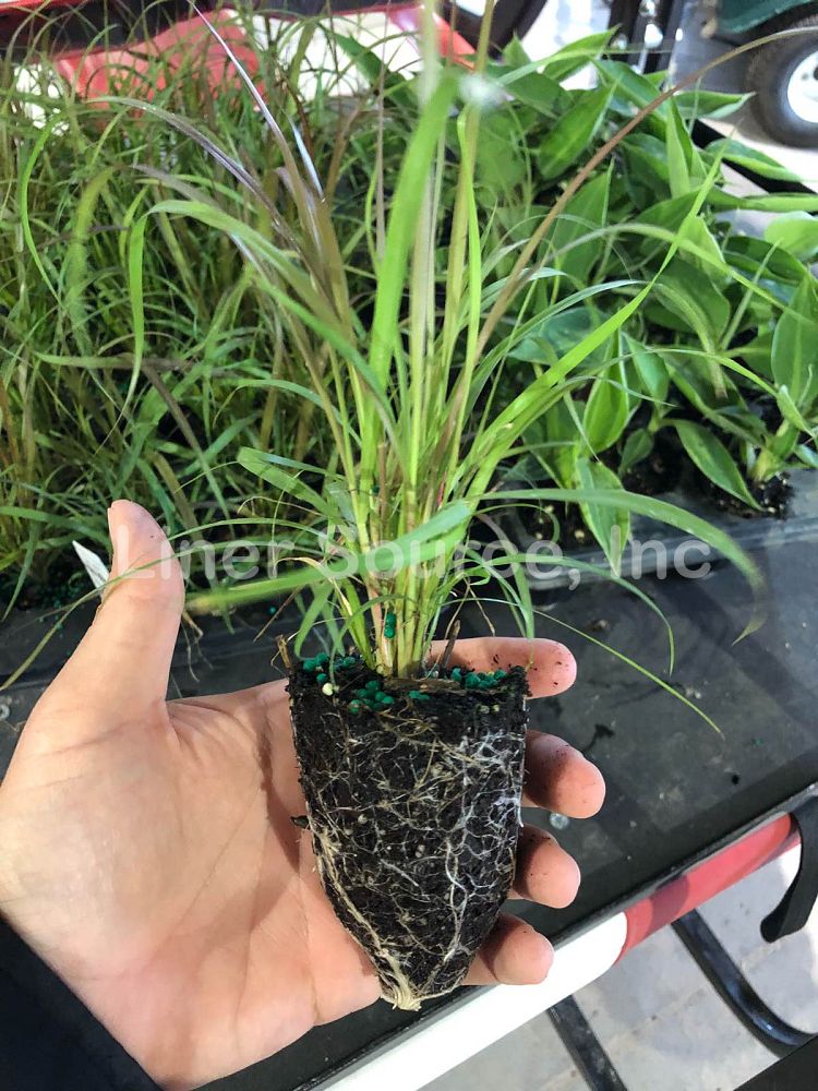 pennisetum-setaceum-rubrum-purple-fountain-grass-red-fountain-grass-pennisetum-advena-rubrum-pennisetum-setaceum-cupreum