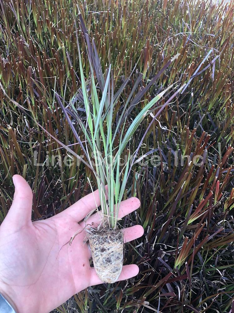 pennisetum-setaceum-rubrum-purple-fountain-grass-red-fountain-grass-pennisetum-advena-rubrum-pennisetum-setaceum-cupreum