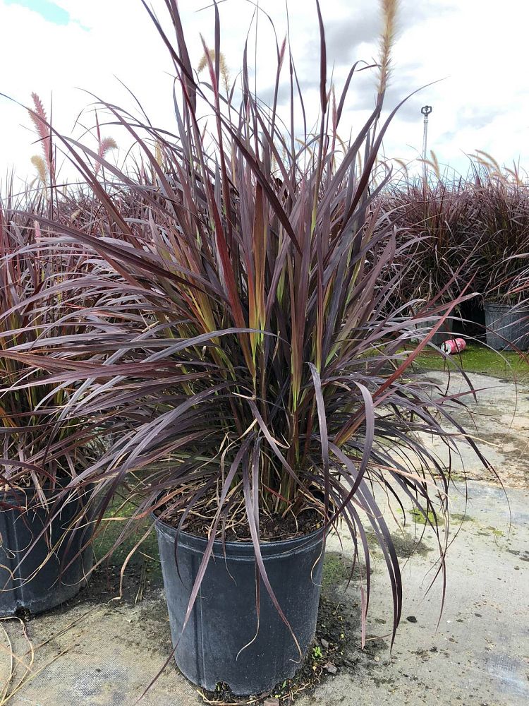 pennisetum-setaceum-rubrum-purple-fountain-grass-red-fountain-grass-pennisetum-advena-rubrum-pennisetum-setaceum-cupreum