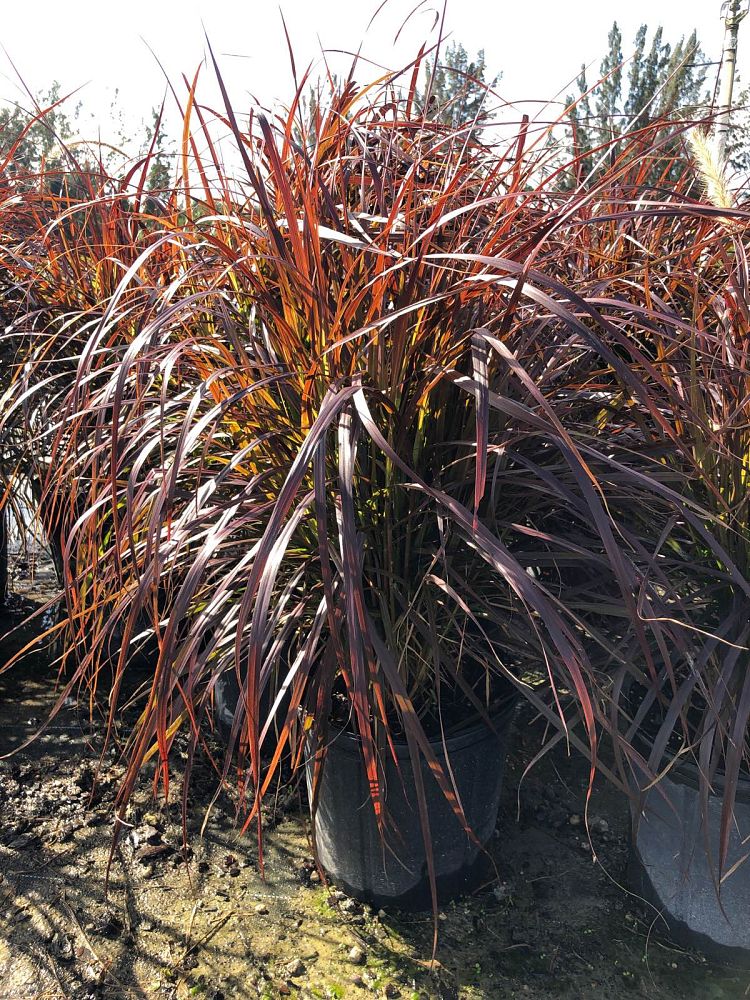 pennisetum-setaceum-rubrum-purple-fountain-grass-red-fountain-grass-pennisetum-advena-rubrum-pennisetum-setaceum-cupreum