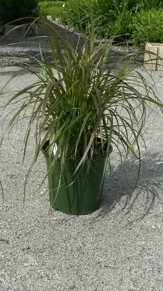pennisetum-setaceum-rubrum-purple-fountain-grass-red-fountain-grass-pennisetum-advena-rubrum-pennisetum-setaceum-cupreum