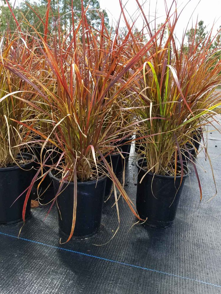 pennisetum-setaceum-rubrum-purple-fountain-grass-red-fountain-grass-pennisetum-advena-rubrum-pennisetum-setaceum-cupreum