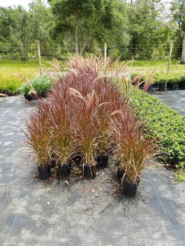 pennisetum-setaceum-rubrum-purple-fountain-grass-red-fountain-grass-pennisetum-advena-rubrum-pennisetum-setaceum-cupreum