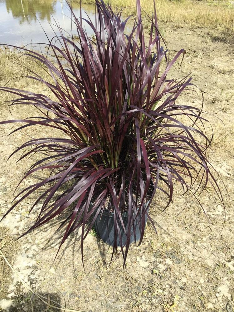 pennisetum-setaceum-rubrum-purple-fountain-grass-red-fountain-grass-pennisetum-advena-rubrum-pennisetum-setaceum-cupreum