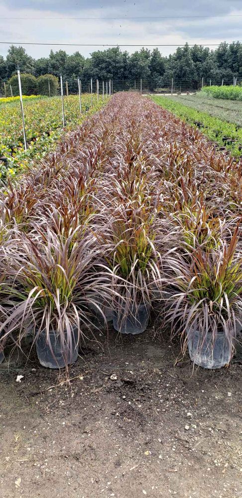 pennisetum-setaceum-rubrum-purple-fountain-grass-red-fountain-grass-pennisetum-advena-rubrum-pennisetum-setaceum-cupreum