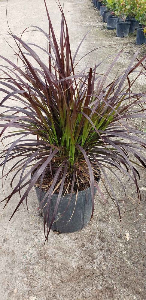 pennisetum-setaceum-rubrum-purple-fountain-grass-red-fountain-grass-pennisetum-advena-rubrum-pennisetum-setaceum-cupreum