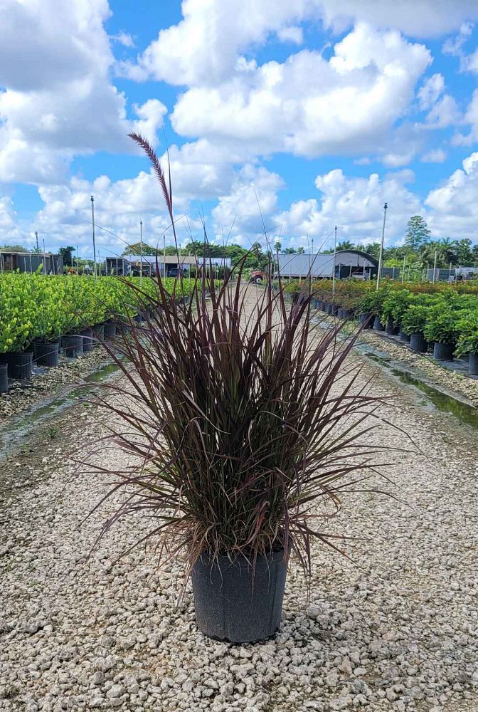pennisetum-setaceum-rubrum-purple-fountain-grass-red-fountain-grass-pennisetum-advena-rubrum-pennisetum-setaceum-cupreum