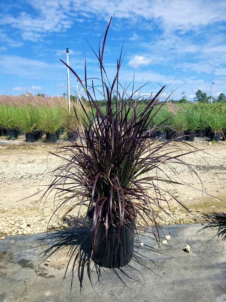 pennisetum-setaceum-rubrum-purple-fountain-grass-red-fountain-grass-pennisetum-advena-rubrum-pennisetum-setaceum-cupreum