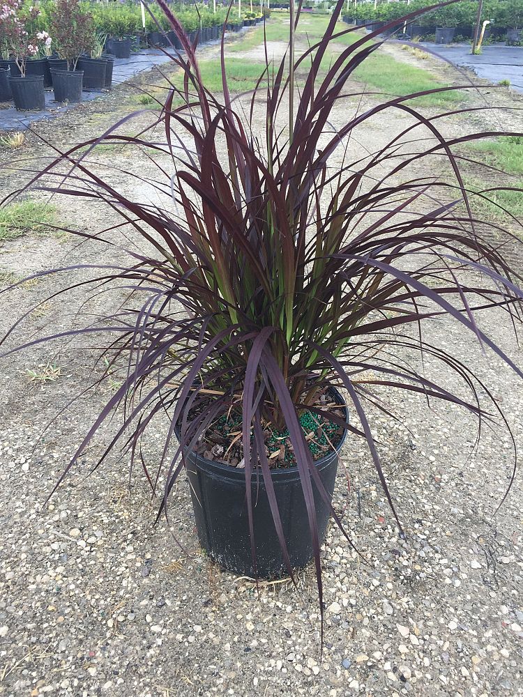pennisetum-setaceum-rubrum-purple-fountain-grass-red-fountain-grass-pennisetum-advena-rubrum-pennisetum-setaceum-cupreum