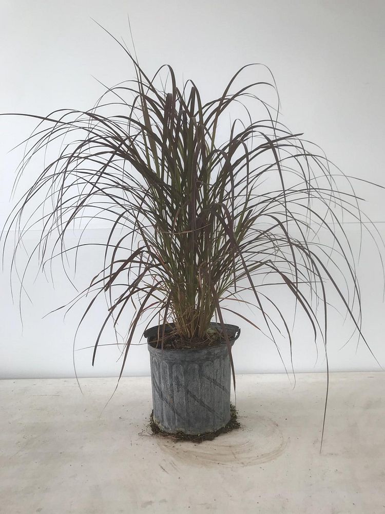 pennisetum-setaceum-rubrum-purple-fountain-grass-red-fountain-grass-pennisetum-advena-rubrum-pennisetum-setaceum-cupreum