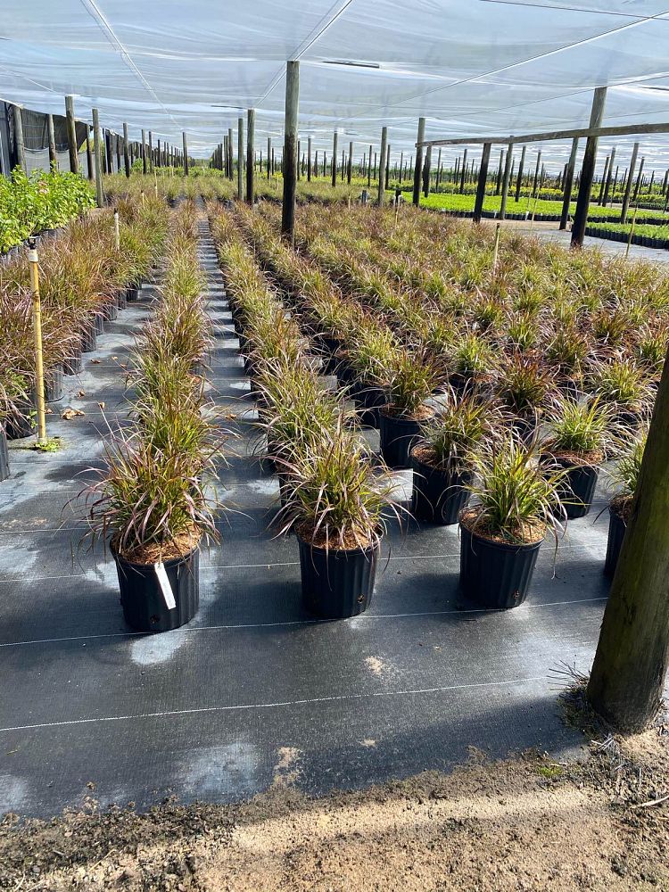 pennisetum-setaceum-rubrum-purple-fountain-grass-red-fountain-grass-pennisetum-advena-rubrum-pennisetum-setaceum-cupreum