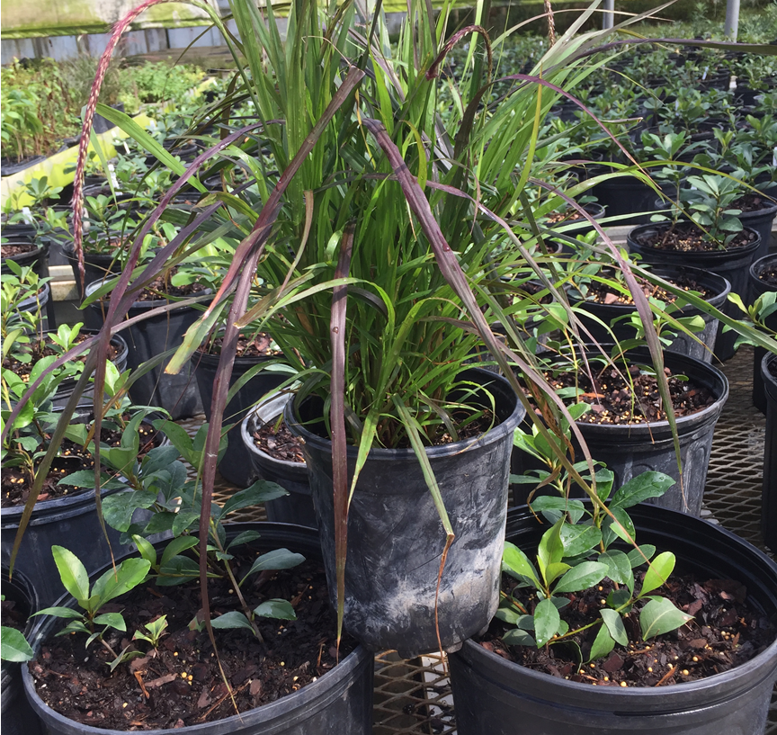 pennisetum-setaceum-rubrum-purple-fountain-grass-red-fountain-grass-pennisetum-advena-rubrum-pennisetum-setaceum-cupreum