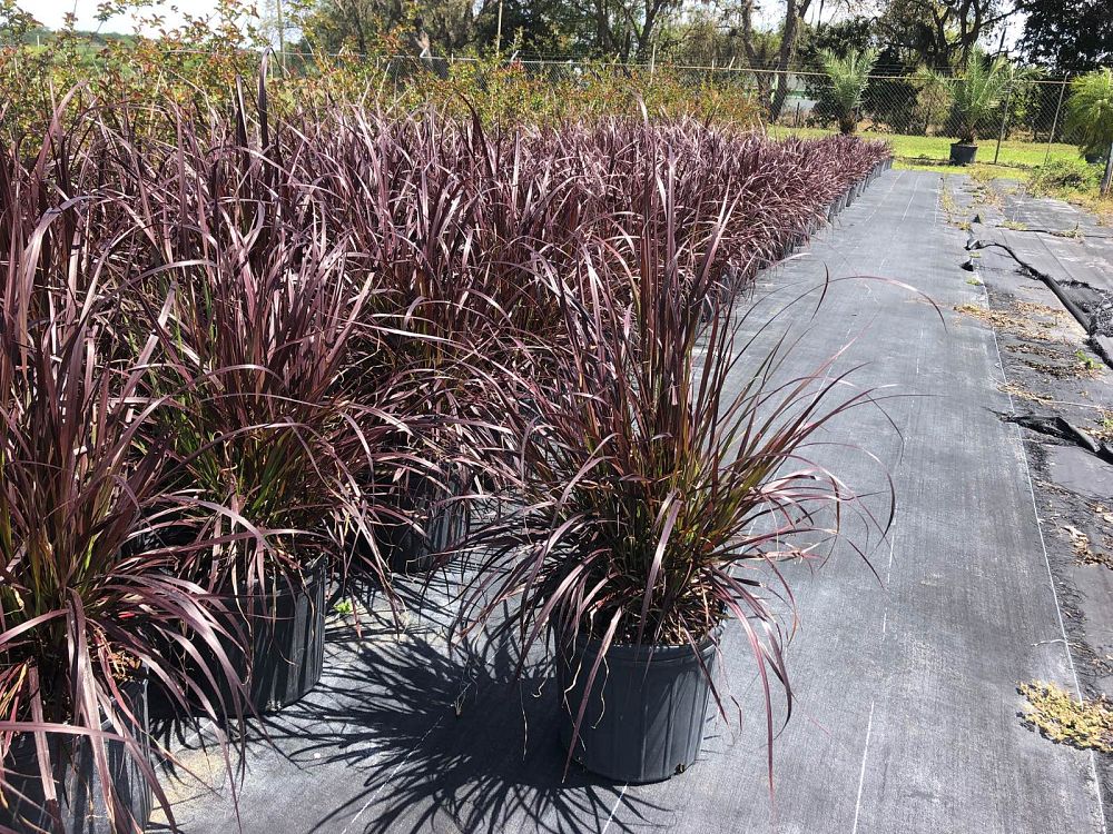 pennisetum-setaceum-rubrum-purple-fountain-grass-red-fountain-grass-pennisetum-advena-rubrum-pennisetum-setaceum-cupreum