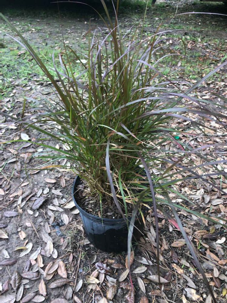 pennisetum-setaceum-rubrum-purple-fountain-grass-red-fountain-grass-pennisetum-advena-rubrum-pennisetum-setaceum-cupreum