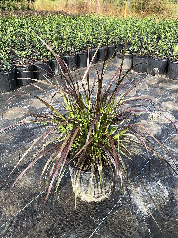 pennisetum-setaceum-rubrum-purple-fountain-grass-red-fountain-grass-pennisetum-advena-rubrum-pennisetum-setaceum-cupreum