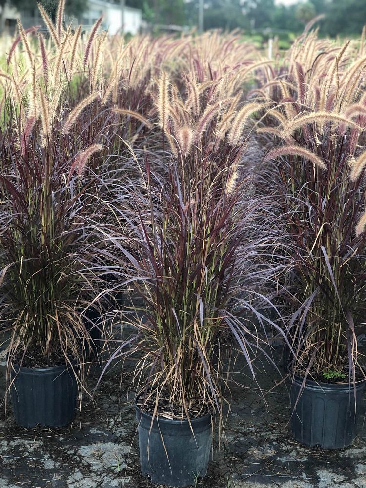 pennisetum-setaceum-rubrum-purple-fountain-grass-red-fountain-grass-pennisetum-advena-rubrum-pennisetum-setaceum-cupreum
