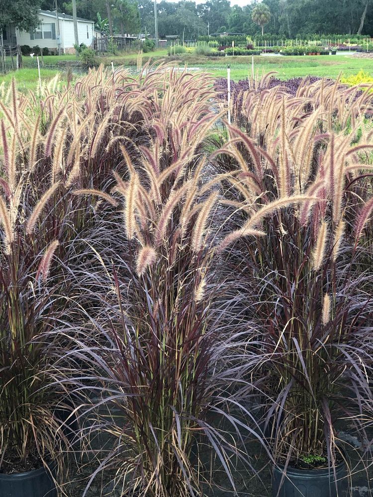 pennisetum-setaceum-rubrum-purple-fountain-grass-red-fountain-grass-pennisetum-advena-rubrum-pennisetum-setaceum-cupreum