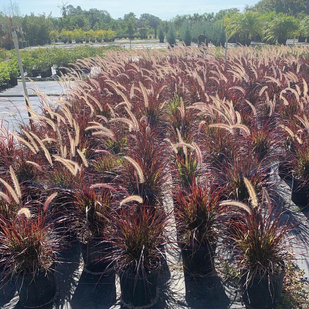 pennisetum-setaceum-rubrum-purple-fountain-grass-red-fountain-grass-pennisetum-advena-rubrum-pennisetum-setaceum-cupreum