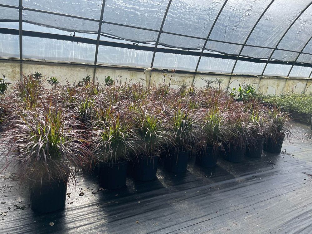 pennisetum-setaceum-rubrum-purple-fountain-grass-red-fountain-grass-pennisetum-advena-rubrum-pennisetum-setaceum-cupreum