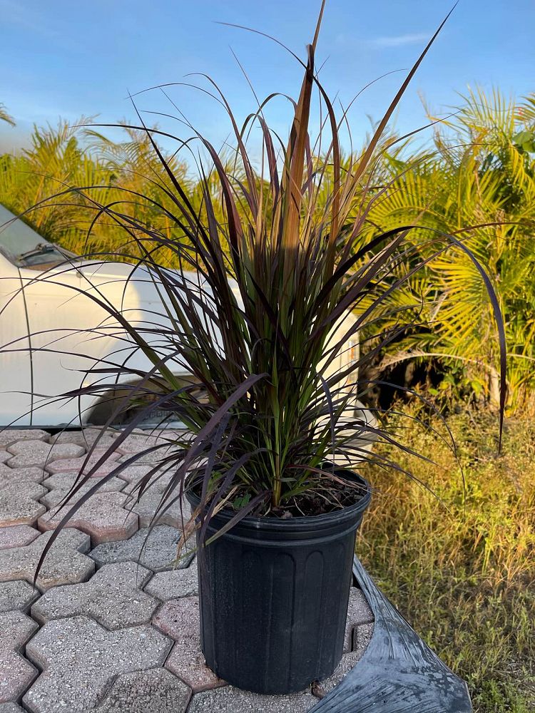 pennisetum-setaceum-rubrum-purple-fountain-grass-red-fountain-grass-pennisetum-advena-rubrum-pennisetum-setaceum-cupreum