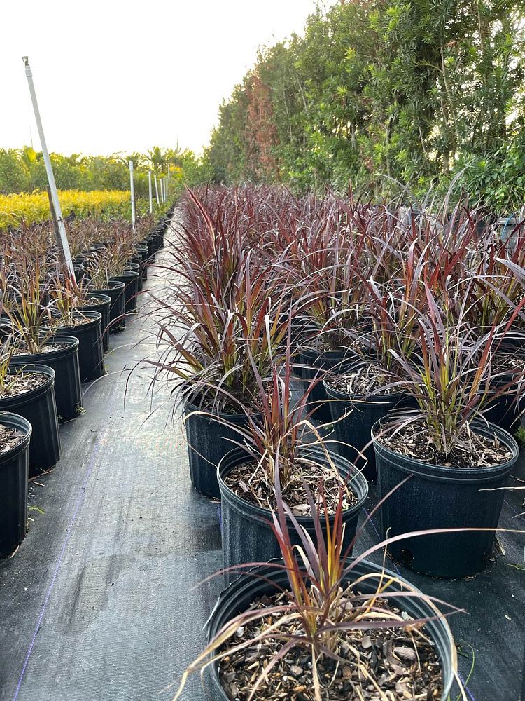 pennisetum-setaceum-rubrum-purple-fountain-grass-red-fountain-grass-pennisetum-advena-rubrum-pennisetum-setaceum-cupreum