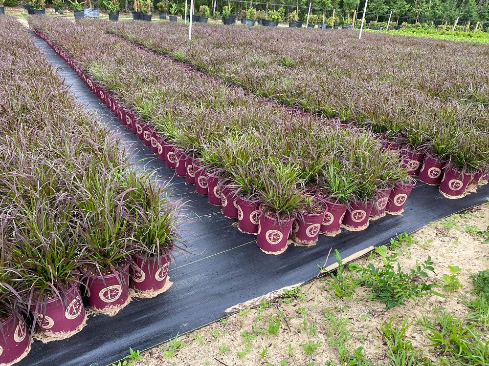 pennisetum-setaceum-rubrum-purple-fountain-grass-red-fountain-grass-pennisetum-advena-rubrum-pennisetum-setaceum-cupreum