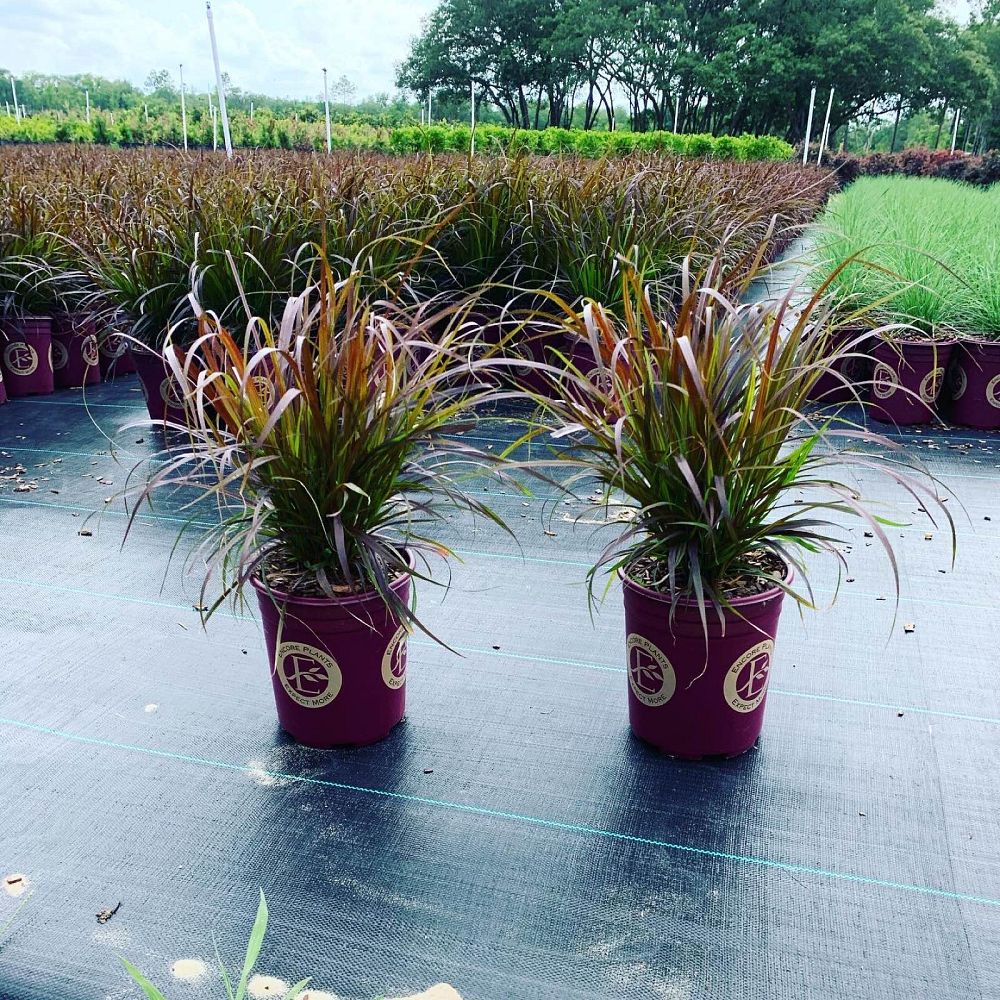 pennisetum-setaceum-rubrum-purple-fountain-grass-red-fountain-grass-pennisetum-advena-rubrum-pennisetum-setaceum-cupreum