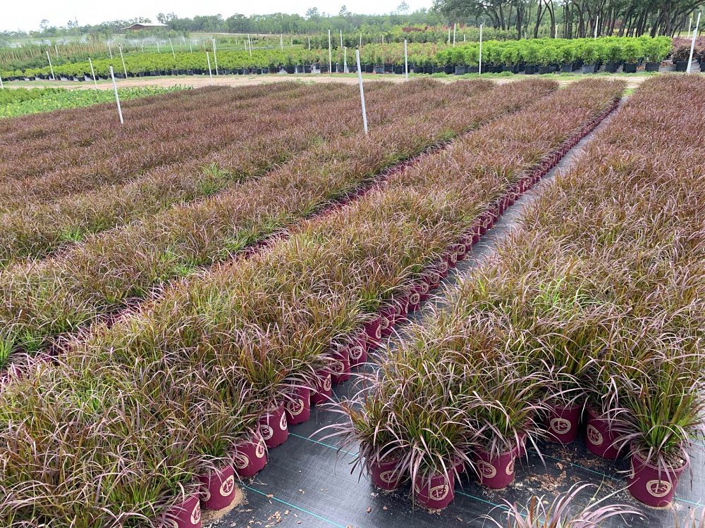 pennisetum-setaceum-rubrum-purple-fountain-grass-red-fountain-grass-pennisetum-advena-rubrum-pennisetum-setaceum-cupreum