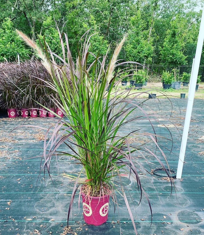 pennisetum-setaceum-rubrum-purple-fountain-grass-red-fountain-grass-pennisetum-advena-rubrum-pennisetum-setaceum-cupreum
