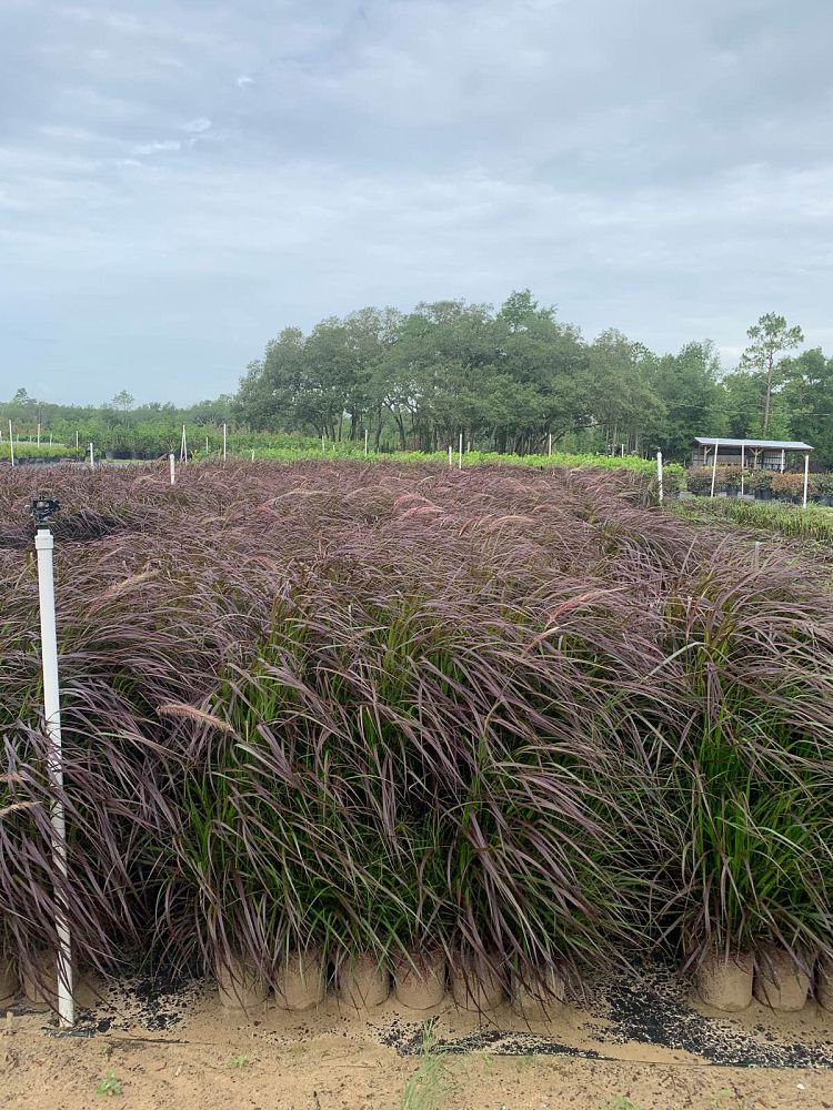 pennisetum-setaceum-rubrum-purple-fountain-grass-red-fountain-grass-pennisetum-advena-rubrum-pennisetum-setaceum-cupreum