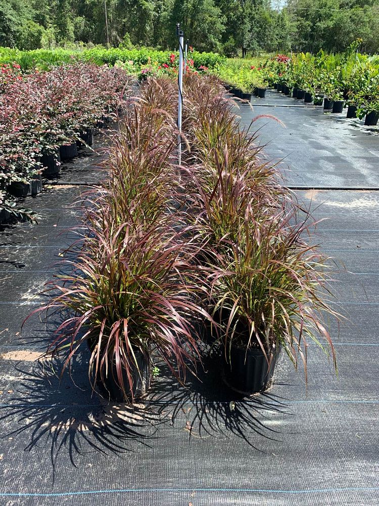 pennisetum-setaceum-rubrum-purple-fountain-grass-red-fountain-grass-pennisetum-advena-rubrum-pennisetum-setaceum-cupreum