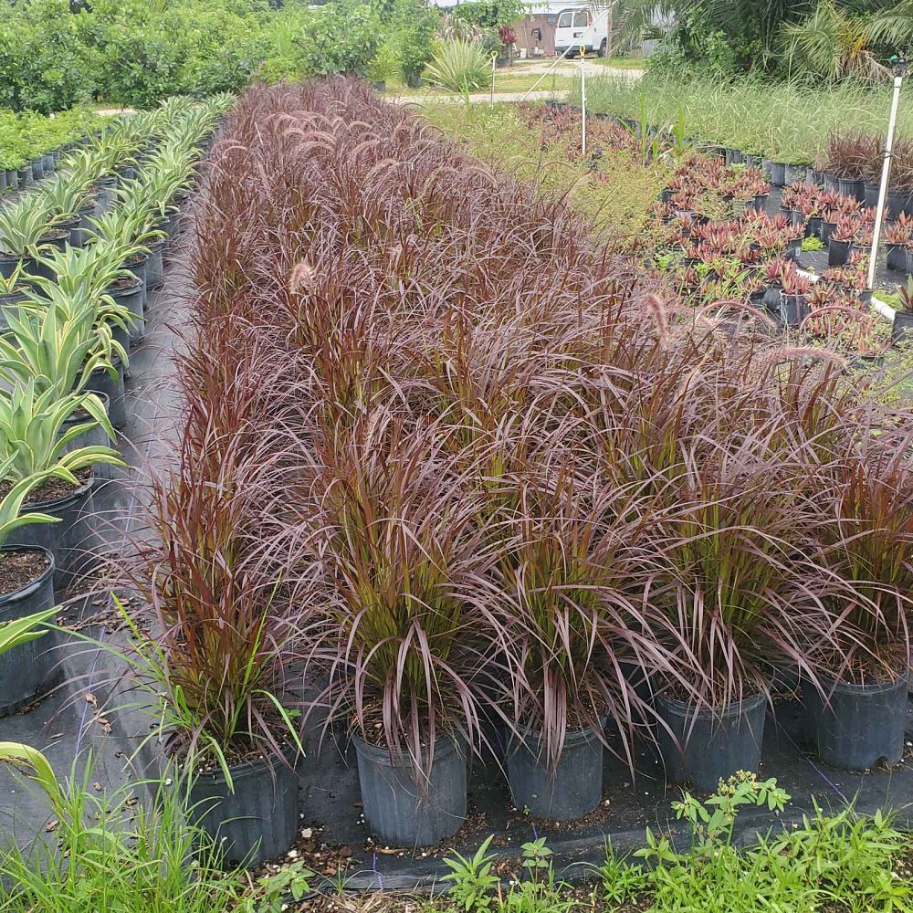 pennisetum-setaceum-rubrum-purple-fountain-grass-red-fountain-grass-pennisetum-advena-rubrum-pennisetum-setaceum-cupreum