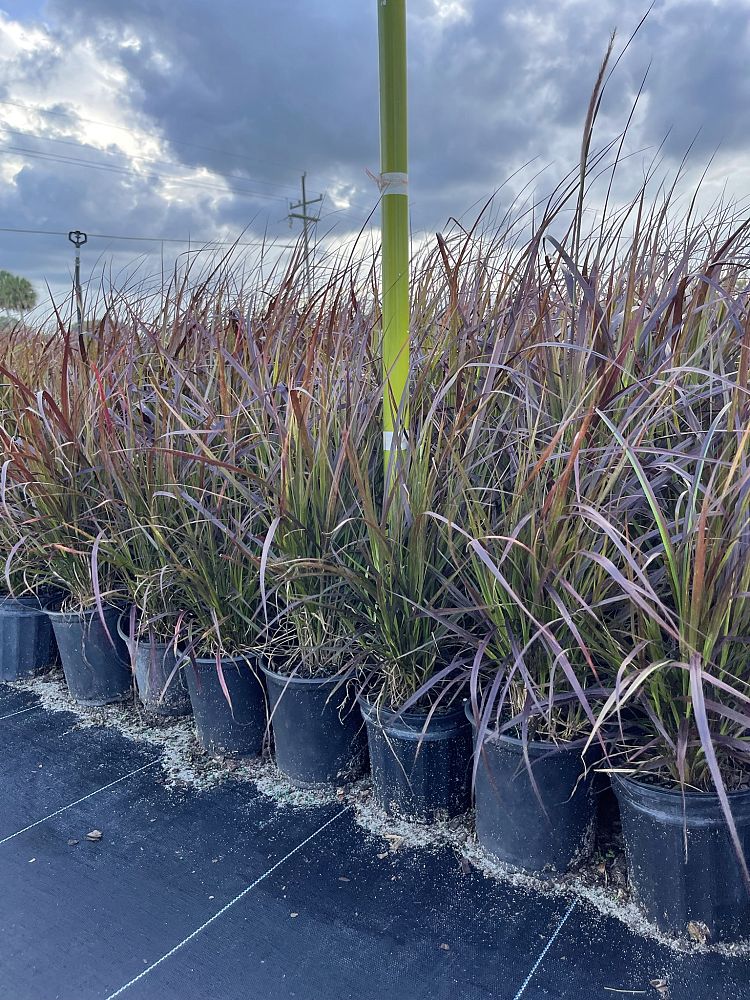 pennisetum-setaceum-rubrum-purple-fountain-grass-red-fountain-grass-pennisetum-advena-rubrum-pennisetum-setaceum-cupreum