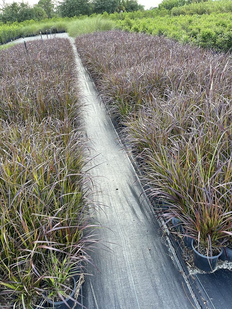 pennisetum-setaceum-rubrum-purple-fountain-grass-red-fountain-grass-pennisetum-advena-rubrum-pennisetum-setaceum-cupreum