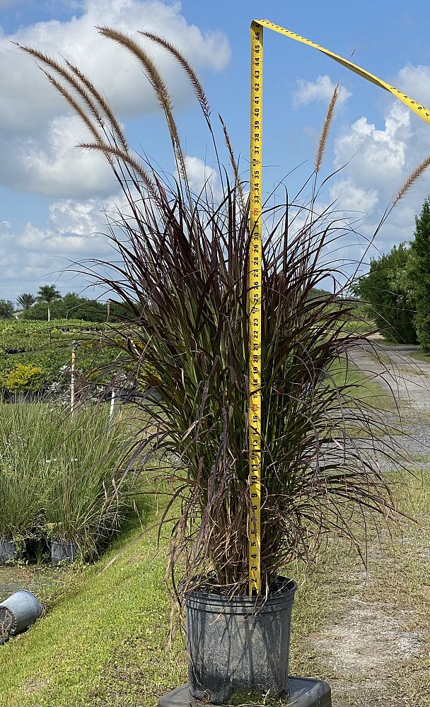 pennisetum-setaceum-rubrum-purple-fountain-grass-red-fountain-grass-pennisetum-advena-rubrum-pennisetum-setaceum-cupreum