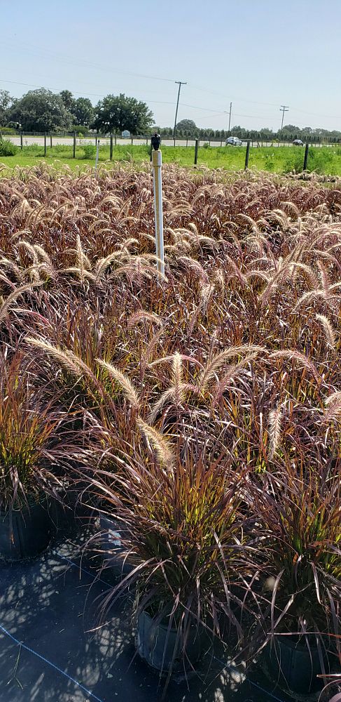pennisetum-setaceum-rubrum-purple-fountain-grass-red-fountain-grass-pennisetum-advena-rubrum-pennisetum-setaceum-cupreum