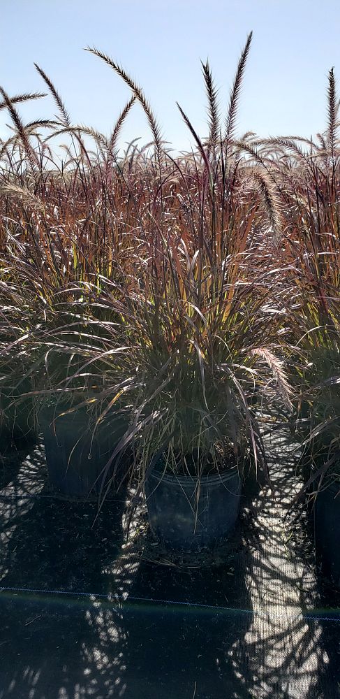 pennisetum-setaceum-rubrum-purple-fountain-grass-red-fountain-grass-pennisetum-advena-rubrum-pennisetum-setaceum-cupreum