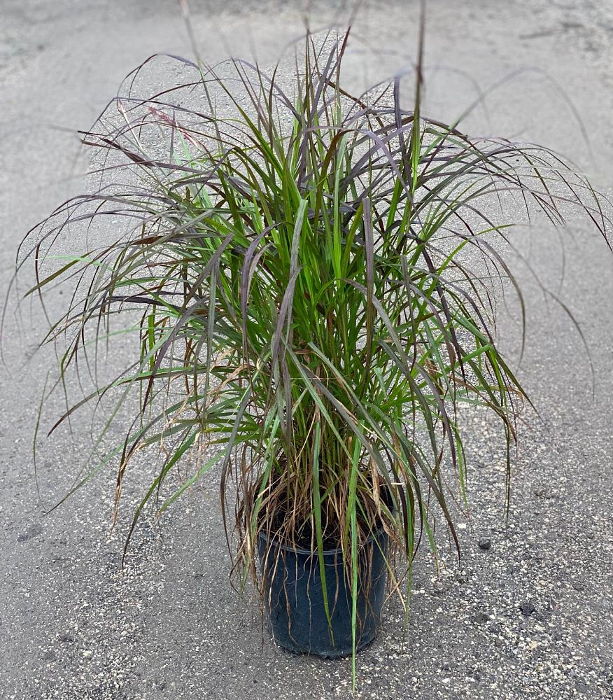 pennisetum-setaceum-rubrum-purple-fountain-grass-red-fountain-grass-pennisetum-advena-rubrum-pennisetum-setaceum-cupreum