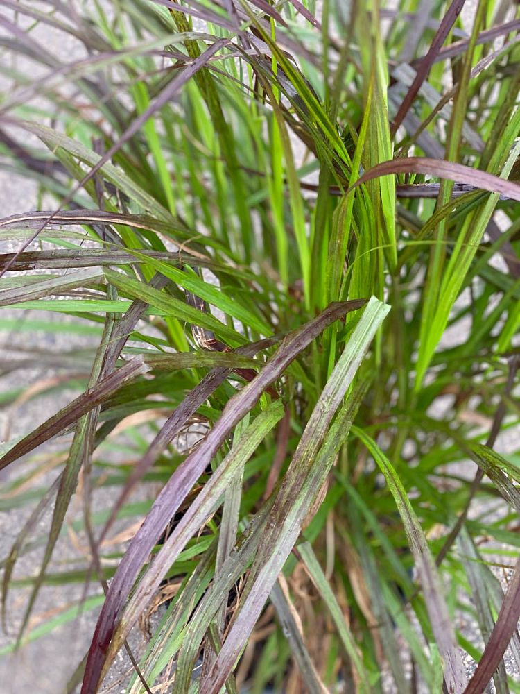 pennisetum-setaceum-rubrum-purple-fountain-grass-red-fountain-grass-pennisetum-advena-rubrum-pennisetum-setaceum-cupreum