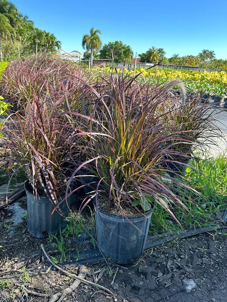 pennisetum-setaceum-rubrum-purple-fountain-grass-red-fountain-grass-pennisetum-advena-rubrum-pennisetum-setaceum-cupreum