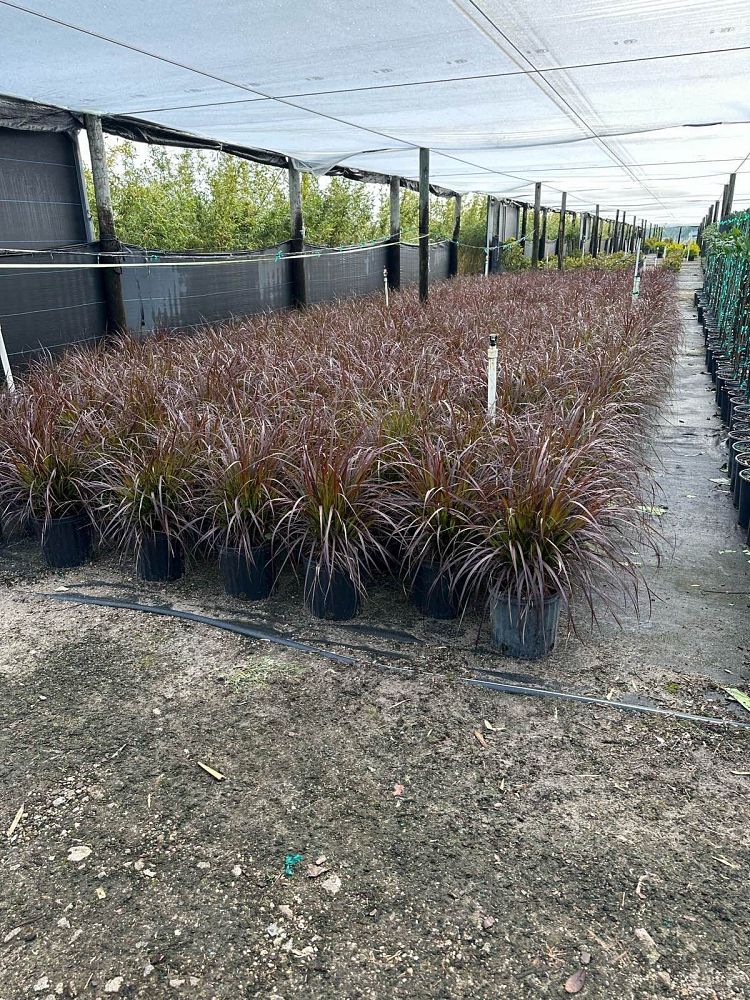 pennisetum-setaceum-rubrum-purple-fountain-grass-red-fountain-grass-pennisetum-advena-rubrum-pennisetum-setaceum-cupreum