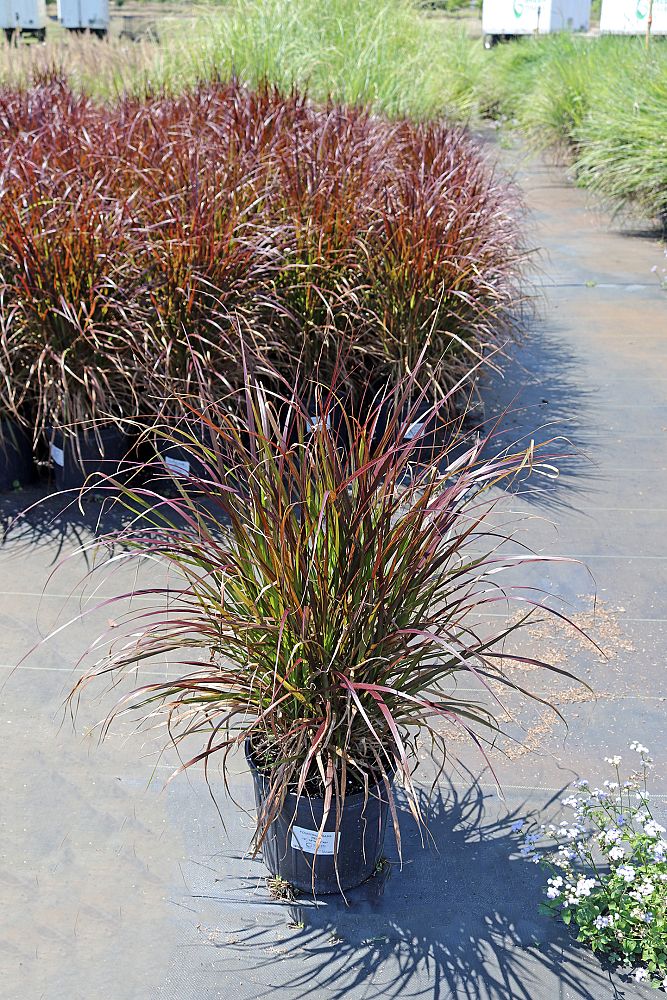 pennisetum-setaceum-rubrum-purple-fountain-grass-red-fountain-grass-pennisetum-advena-rubrum-pennisetum-setaceum-cupreum