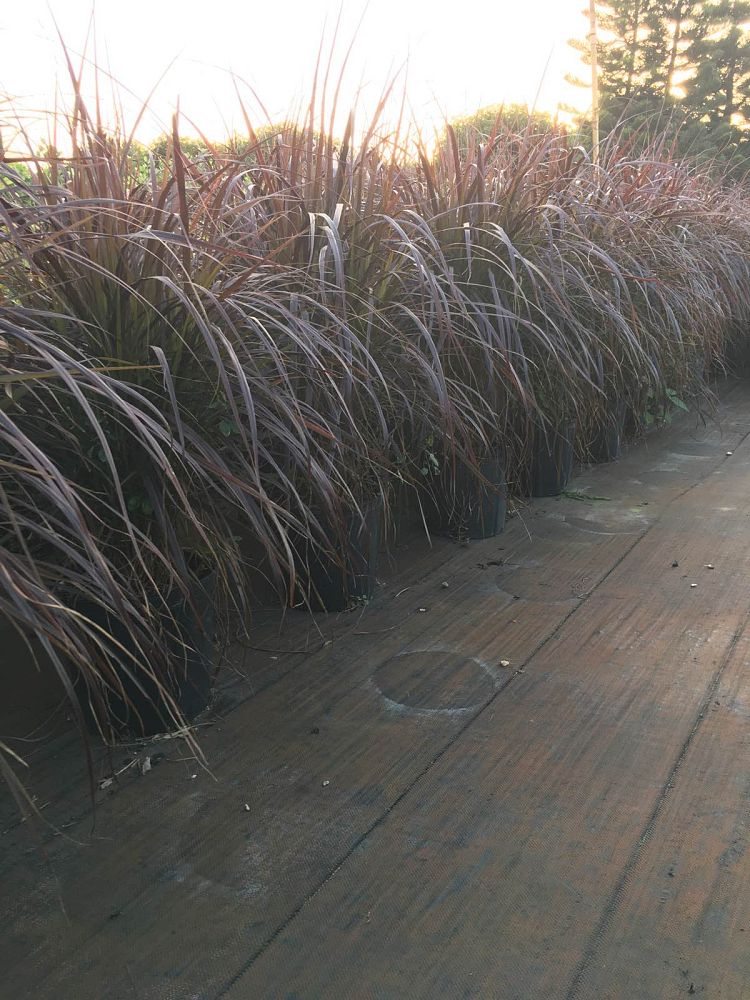 pennisetum-setaceum-rubrum-purple-fountain-grass-red-fountain-grass-pennisetum-advena-rubrum-pennisetum-setaceum-cupreum