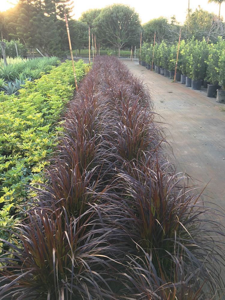 pennisetum-setaceum-rubrum-purple-fountain-grass-red-fountain-grass-pennisetum-advena-rubrum-pennisetum-setaceum-cupreum