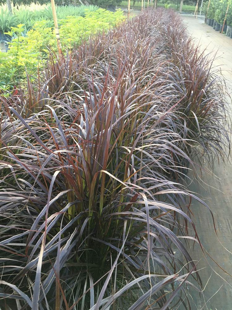 pennisetum-setaceum-rubrum-purple-fountain-grass-red-fountain-grass-pennisetum-advena-rubrum-pennisetum-setaceum-cupreum