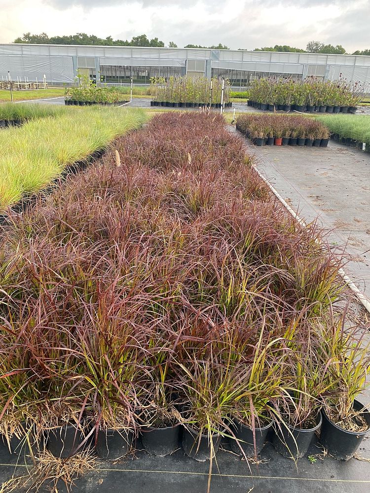 pennisetum-setaceum-rubrum-purple-fountain-grass-red-fountain-grass-pennisetum-advena-rubrum-pennisetum-setaceum-cupreum