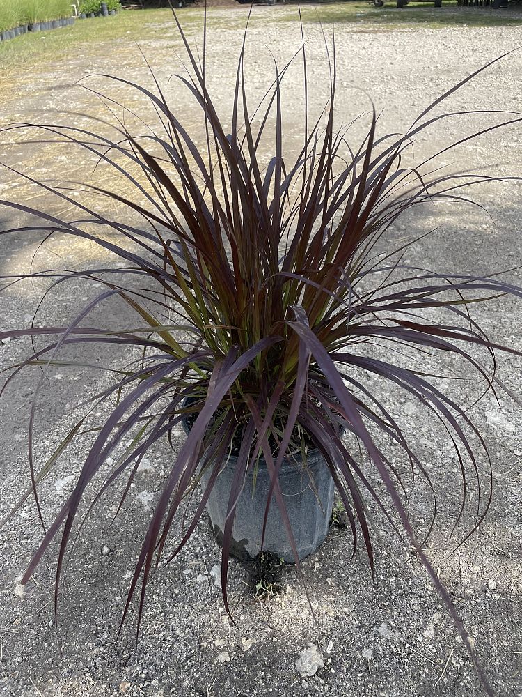 pennisetum-setaceum-rubrum-purple-fountain-grass-red-fountain-grass-pennisetum-advena-rubrum-pennisetum-setaceum-cupreum